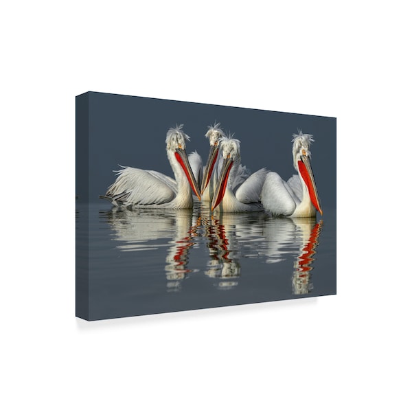 Xavier Ortega 'Dalmatian Pelicans Close Up' Canvas Art,30x47